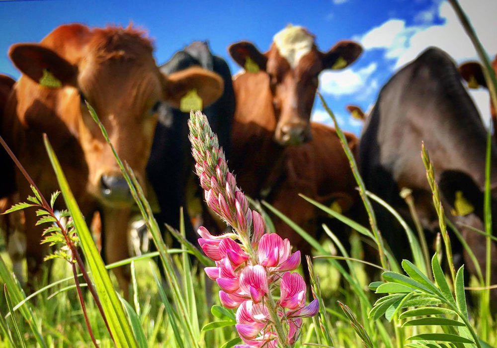Cows on herbal ley at Hemsworth Farm