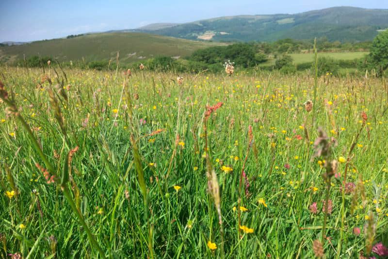 Moorland meadow