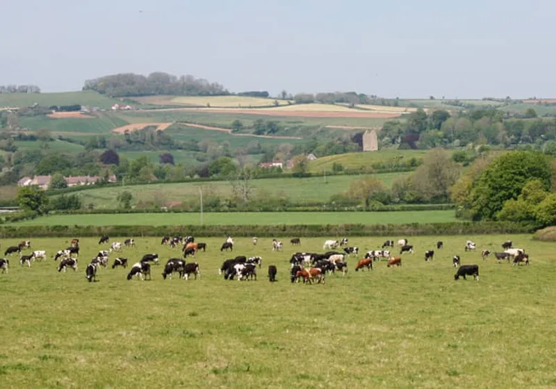 Cattle grazing at Godminster Farm
