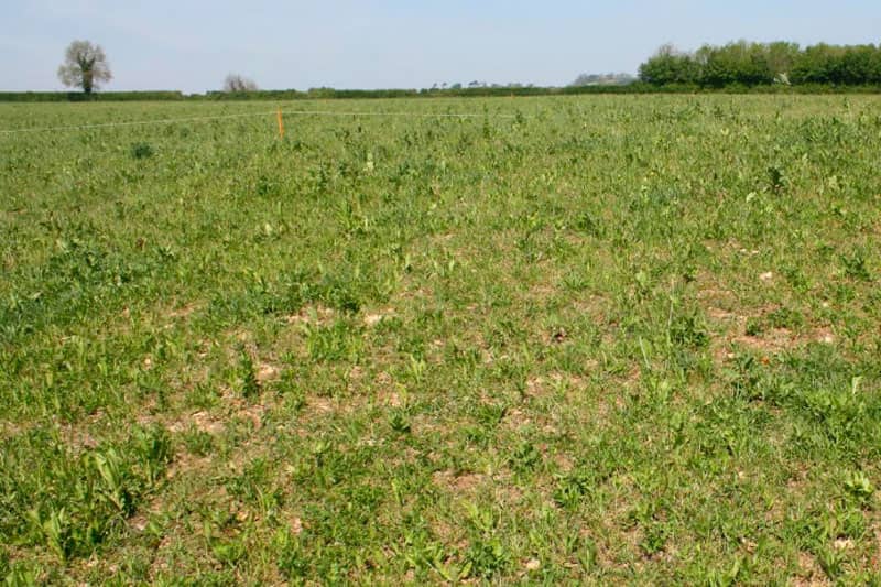 Herbal ley trial at Godminster Farm