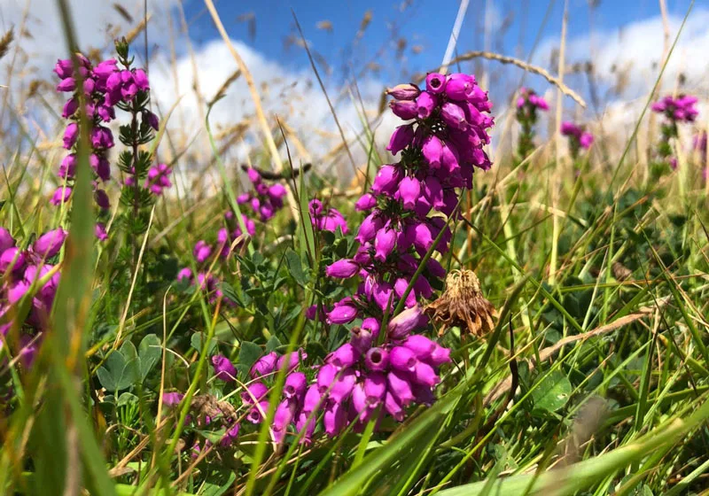 Heather at Imerys, Cornwall
