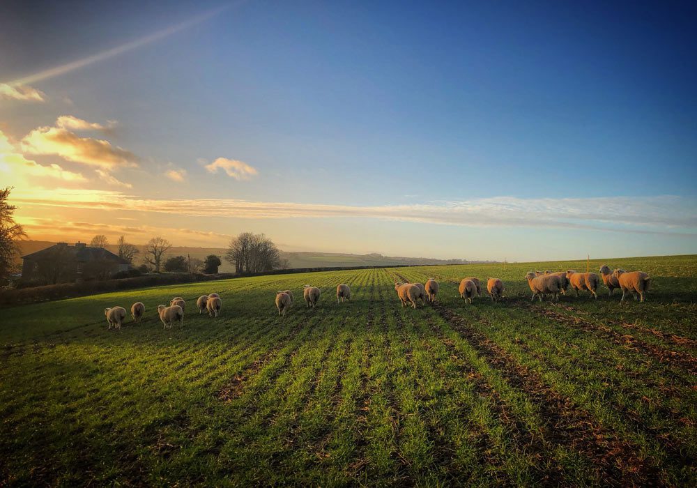Sheep grazing winter wheat as part of FNZ trial