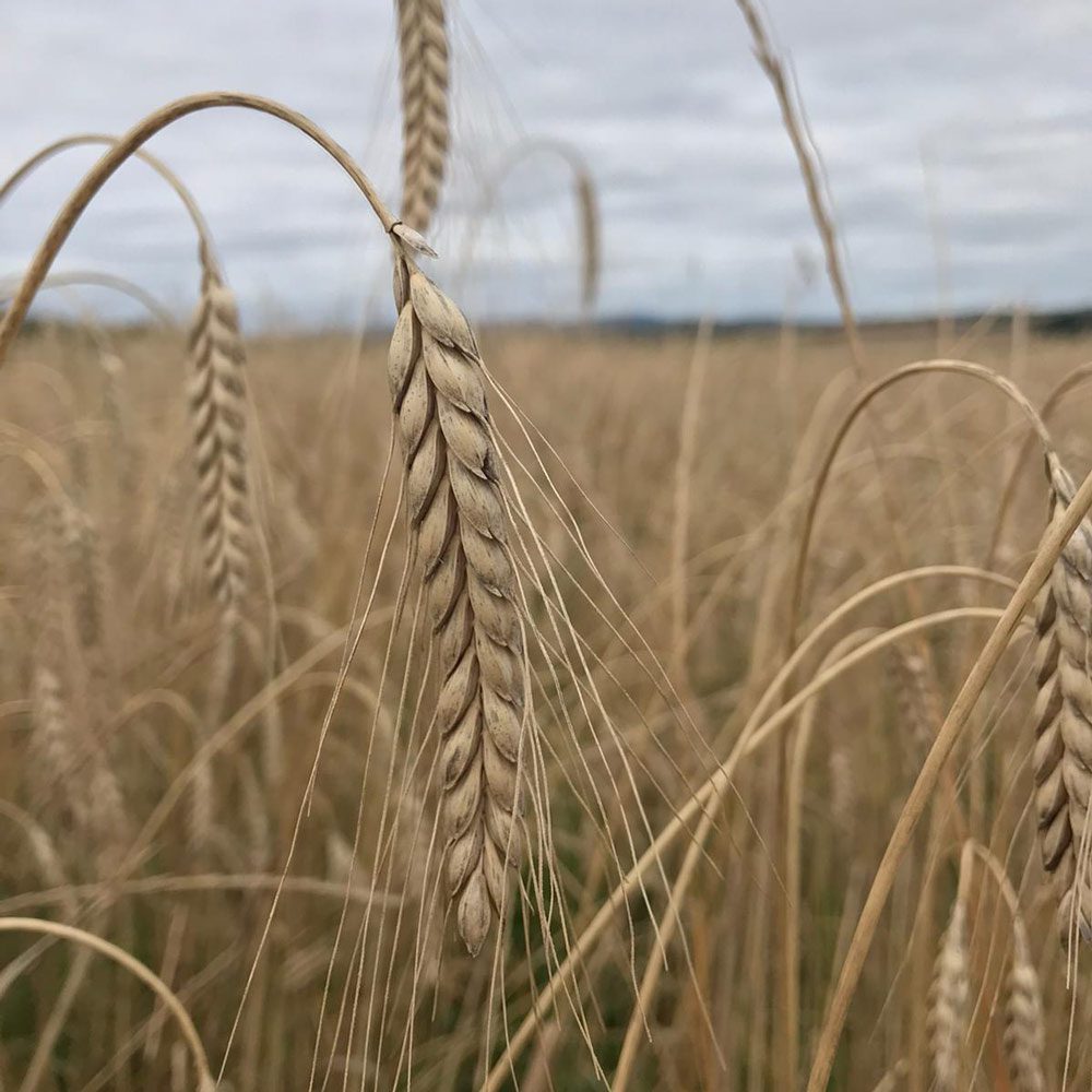 Cropping, barley at harvest