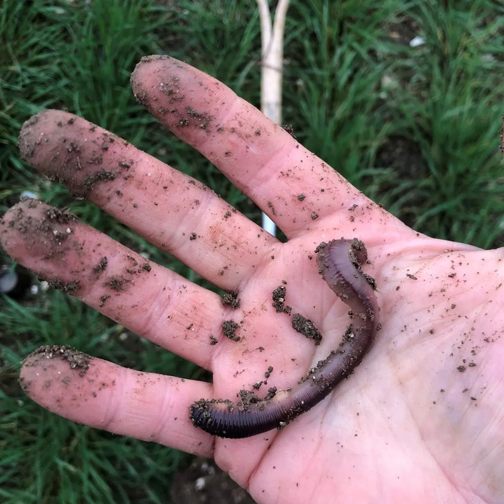 Earthworm found in healthy soil