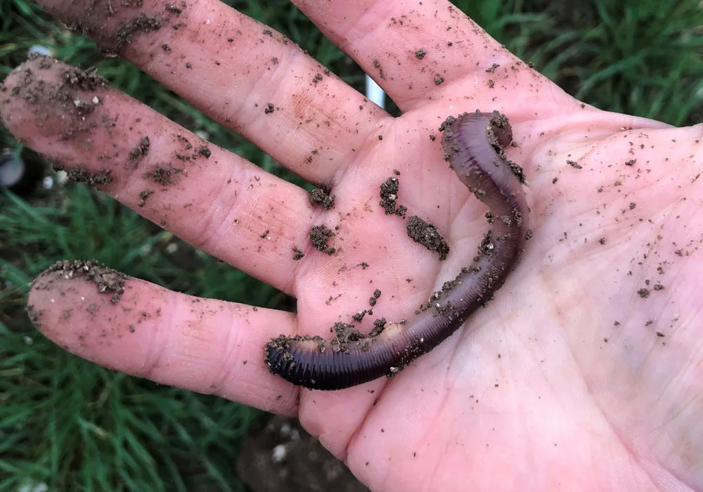 Earthworm found in healthy soil