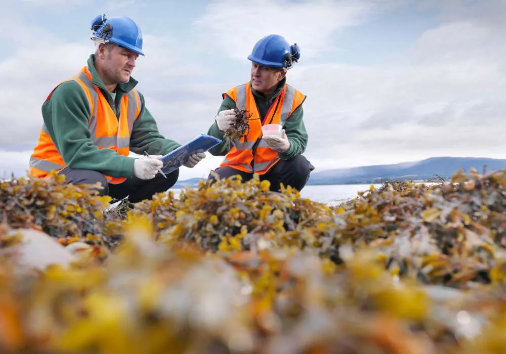 Assessing seaweed quality for biostimulant use