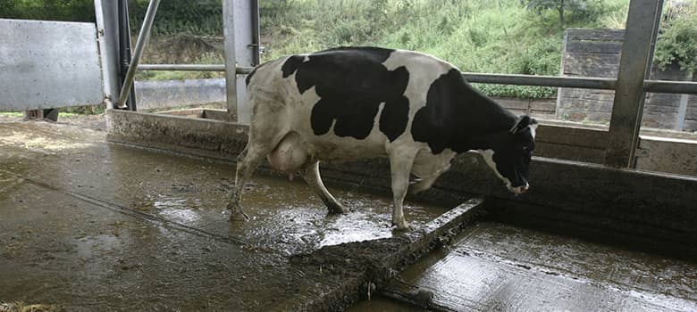 Countryside Stewardship, Automatic slurry scraper