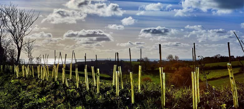 Countryside stewardship, hedgerow gapping up