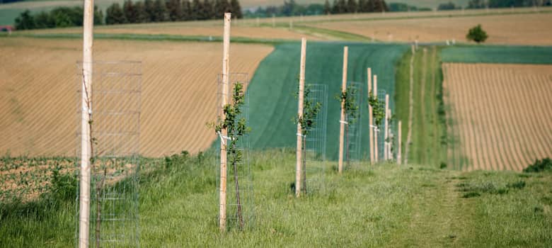 Countryside Stewardship, Supply and plant tree