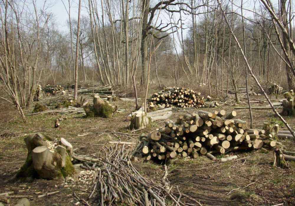 Managing woodland on UK farms