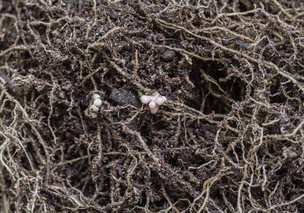 Rhizobium
