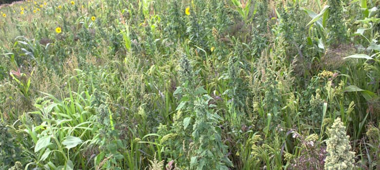 Sustainable Farming Incentive, AHL2, Winter bird food