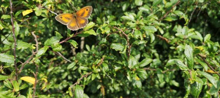 Sustainable Farming Incentive, HRW2, Manage hedgerows
