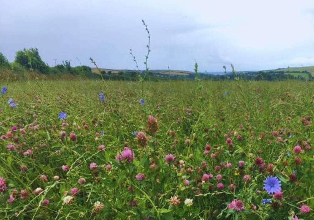 Wild flowers growing in field