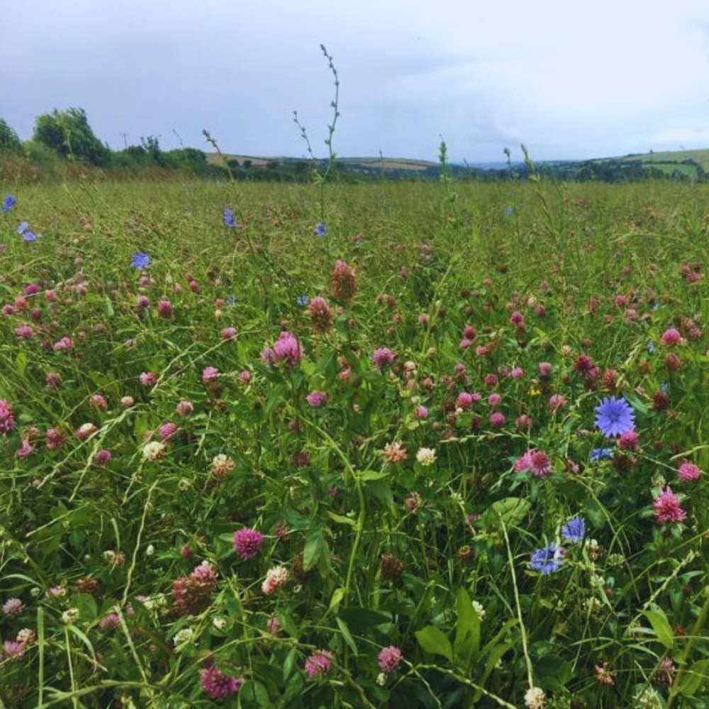 Wild flowers growing in field